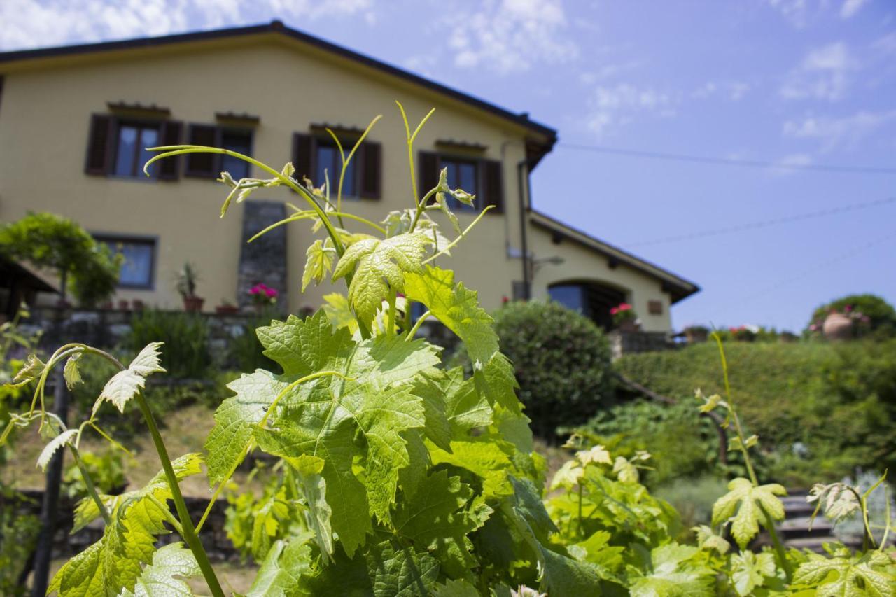 Villa Porcigliano Olive Grove Polcanto Esterno foto