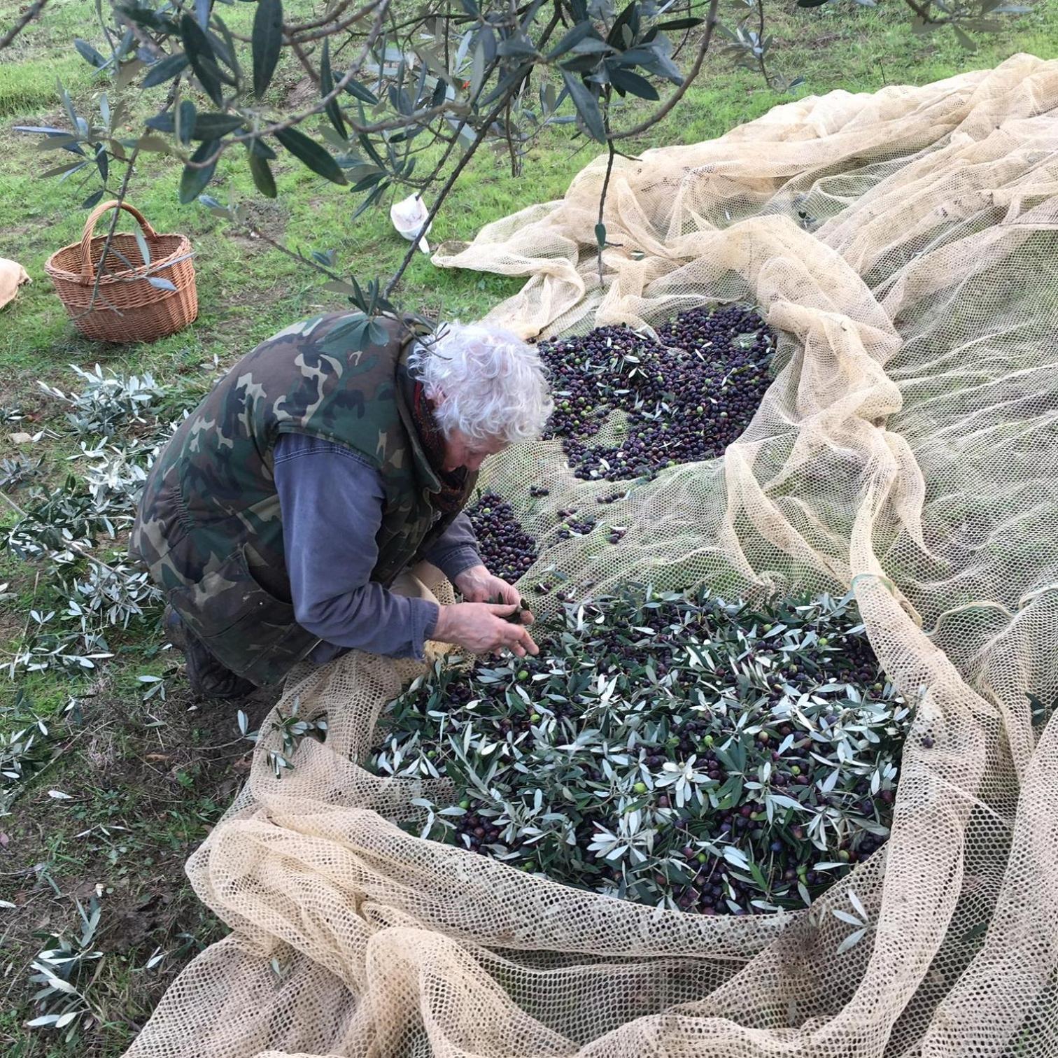 Villa Porcigliano Olive Grove Polcanto Esterno foto