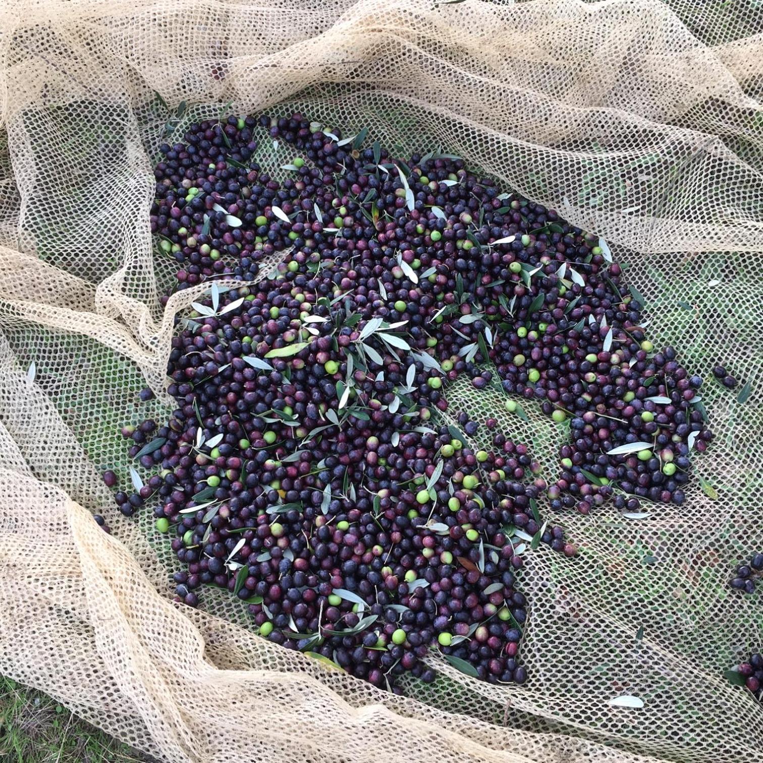 Villa Porcigliano Olive Grove Polcanto Esterno foto