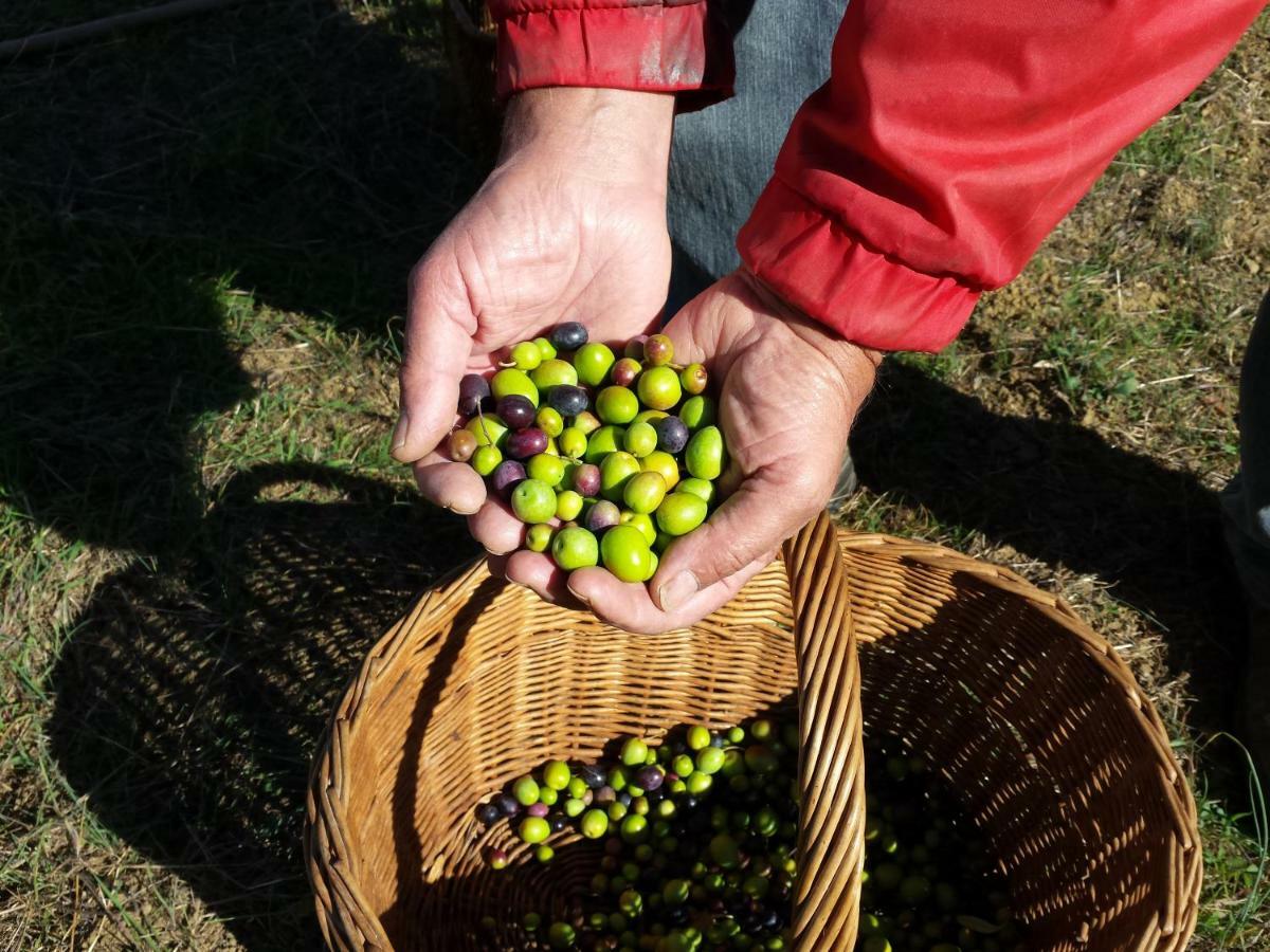 Villa Porcigliano Olive Grove Polcanto Esterno foto