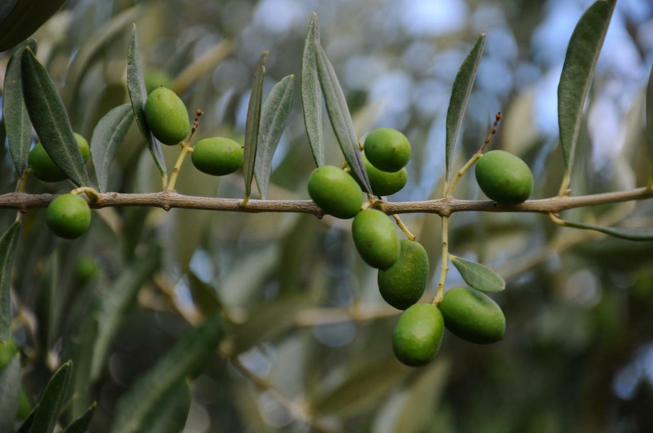 Villa Porcigliano Olive Grove Polcanto Esterno foto